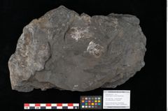 Foto (Objekt + Etikett) von Acrostichopteris lunzensis Ettingshausen (NHMW-GEO-2024-0188-10524)
